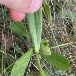 Brachyscome spathulata at Cotter River, ACT - 26 Feb 2023