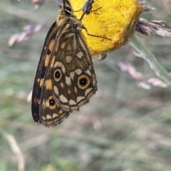 Oreixenica orichora (Spotted Alpine Xenica) at Cotter River, ACT - 25 Feb 2023 by Ned_Johnston