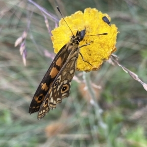 Oreixenica orichora at Cotter River, ACT - 26 Feb 2023