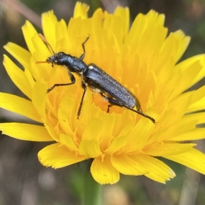 Eleale simplex at Cotter River, ACT - 26 Feb 2023 10:57 AM