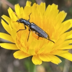 Eleale simplex (Clerid beetle) at Cotter River, ACT - 25 Feb 2023 by Ned_Johnston