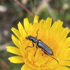 Eleale simplex at Cotter River, ACT - 26 Feb 2023