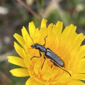 Eleale simplex at Cotter River, ACT - 26 Feb 2023 10:57 AM