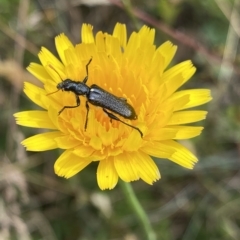 Eleale simplex at Cotter River, ACT - 26 Feb 2023