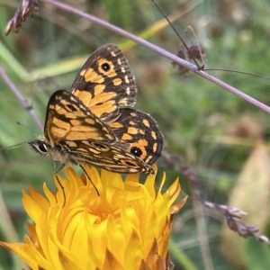 Oreixenica orichora at Cotter River, ACT - 26 Feb 2023