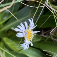 Brachyscome decipiens (Field Daisy) at Cotter River, ACT - 26 Feb 2023 by NedJohnston