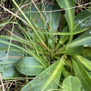 Brachyscome decipiens at Cotter River, ACT - 26 Feb 2023