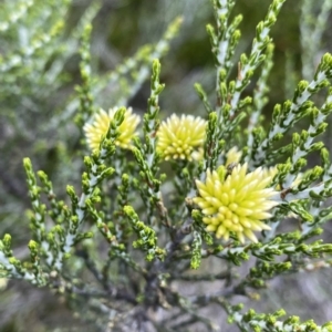 Ozothamnus cupressoides at Cotter River, ACT - 26 Feb 2023 11:39 AM