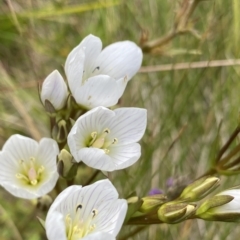 Gentianella muelleriana subsp. jingerensis (Mueller's Snow-gentian) at Cotter River, ACT - 26 Feb 2023 by NedJohnston