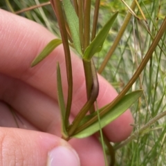 Gentianella muelleriana subsp. jingerensis at Cotter River, ACT - suppressed