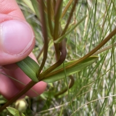 Gentianella muelleriana subsp. jingerensis at Cotter River, ACT - suppressed