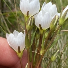 Gentianella muelleriana subsp. jingerensis at Cotter River, ACT - suppressed