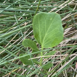 Barbarea grayi at Cotter River, ACT - 26 Feb 2023