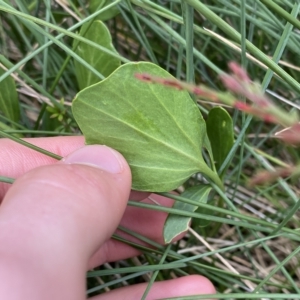 Barbarea grayi at Cotter River, ACT - 26 Feb 2023 11:59 AM