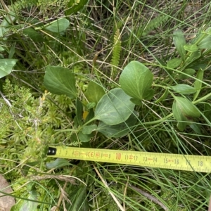 Barbarea grayi at Cotter River, ACT - 26 Feb 2023 11:59 AM