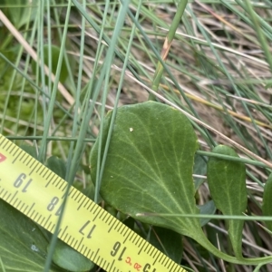 Barbarea grayi at Cotter River, ACT - 26 Feb 2023 11:59 AM