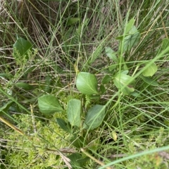 Barbarea grayi at Cotter River, ACT - 26 Feb 2023 11:59 AM