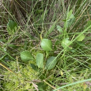 Barbarea grayi at Cotter River, ACT - 26 Feb 2023 11:59 AM