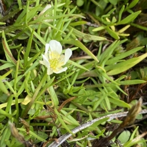 Ranunculus millanii at Cotter River, ACT - 26 Feb 2023 12:11 PM