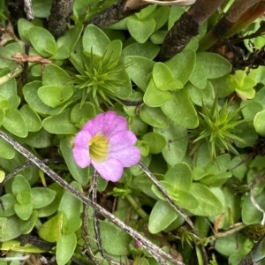 Gratiola nana at Cotter River, ACT - 26 Feb 2023