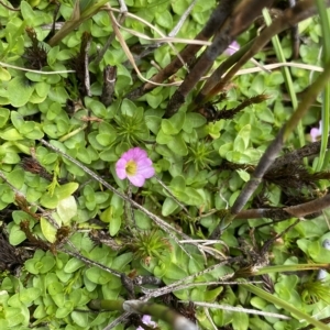 Gratiola nana at Cotter River, ACT - 26 Feb 2023