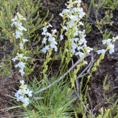 Stylidium montanum (alpine triggerplant) at Cotter River, ACT - 26 Feb 2023 by NedJohnston