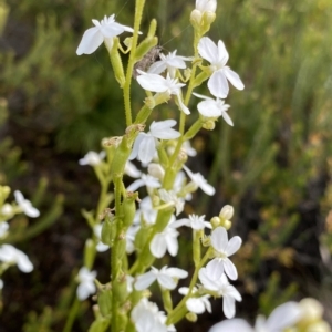 Stylidium montanum at Cotter River, ACT - 26 Feb 2023