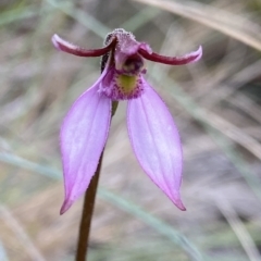 Eriochilus magenteus (Magenta Autumn Orchid) at Cotter River, ACT - 26 Feb 2023 by NedJohnston