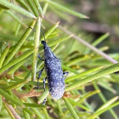 Pachyura australis (Belid weevil) at Cotter River, ACT - 26 Feb 2023 by NedJohnston