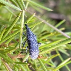 Pachyura australis (Belid weevil) at Cotter River, ACT - 26 Feb 2023 by Ned_Johnston