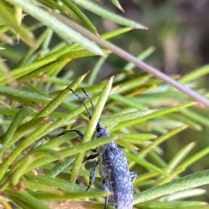 Pachyura australis at Cotter River, ACT - 26 Feb 2023 12:34 PM