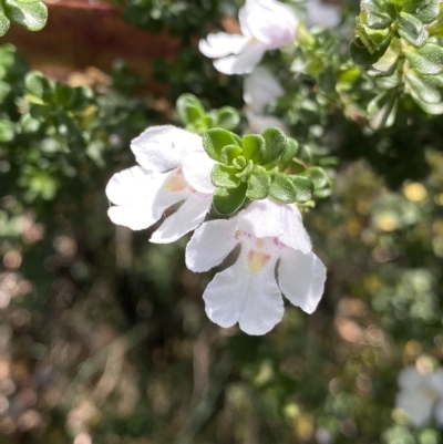 Prostanthera cuneata (Alpine Mint Bush) at Cotter River, ACT - 26 Feb 2023 by NedJohnston