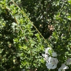 Prostanthera cuneata at Cotter River, ACT - 26 Feb 2023 12:43 PM