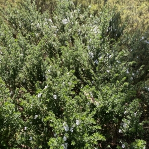 Prostanthera cuneata at Cotter River, ACT - 26 Feb 2023 12:43 PM