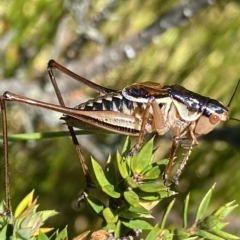 Austrodectes monticolus (Australian shield-back katydid) at Cotter River, ACT - 26 Feb 2023 by NedJohnston