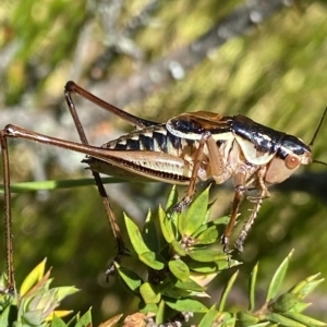 Austrodectes monticolus at Cotter River, ACT - 26 Feb 2023 01:13 PM