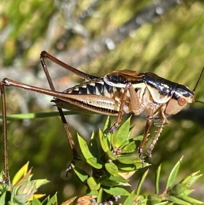 Austrodectes monticolus (Australian shield-back katydid) at Cotter River, ACT - 26 Feb 2023 by NedJohnston