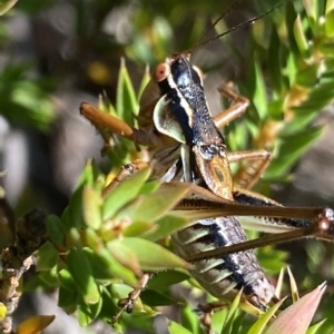 Austrodectes monticolus at Cotter River, ACT - 26 Feb 2023 01:13 PM