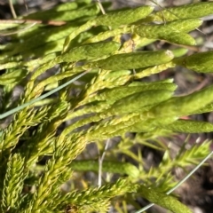 Lycopodium fastigiatum (Alpine Club Moss) at Namadgi National Park - 26 Feb 2023 by Ned_Johnston
