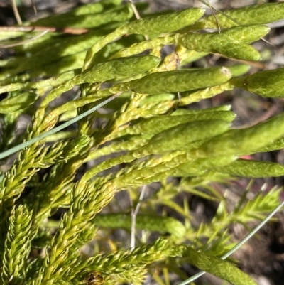 Lycopodium fastigiatum (Alpine Club Moss) at Namadgi National Park - 26 Feb 2023 by Ned_Johnston