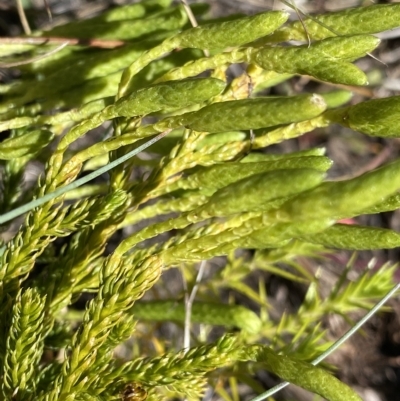 Lycopodium fastigiatum (Alpine Club Moss) at Cotter River, ACT - 26 Feb 2023 by Ned_Johnston