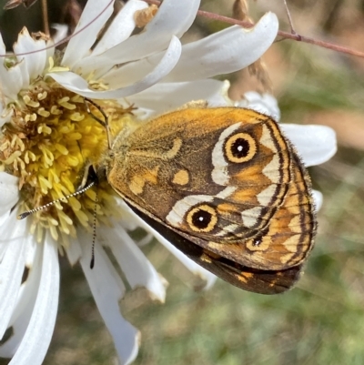 Oreixenica correae (Orange Alpine Xenica) at Cotter River, ACT - 26 Feb 2023 by NedJohnston
