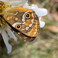 Oreixenica correae at Cotter River, ACT - 26 Feb 2023 12:44 PM