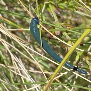 Hirudinea sp. (Class) at Cotter River, ACT - 26 Feb 2023