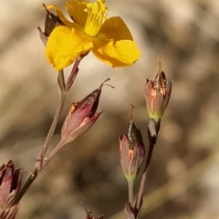 Hypericum gramineum (Small St Johns Wort) at Tidbinbilla Nature Reserve - 26 Feb 2023 by KumikoCallaway