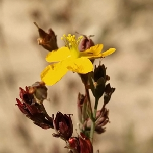 Hypericum gramineum at Paddys River, ACT - 26 Feb 2023