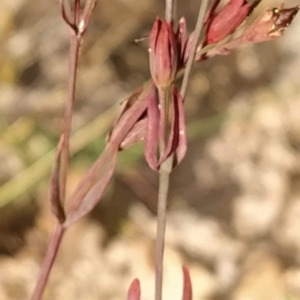 Hypericum gramineum at Paddys River, ACT - 26 Feb 2023