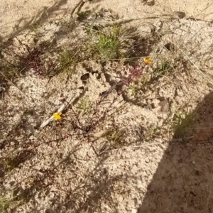 Hypericum gramineum at Paddys River, ACT - 26 Feb 2023