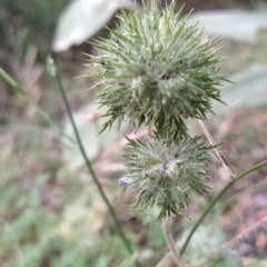 Navarretia squarrosa (Californian Stinkweed) at Paddys River, ACT - 26 Feb 2023 by KumikoCallaway