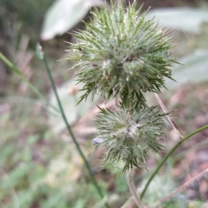 Navarretia squarrosa at Paddys River, ACT - 26 Feb 2023